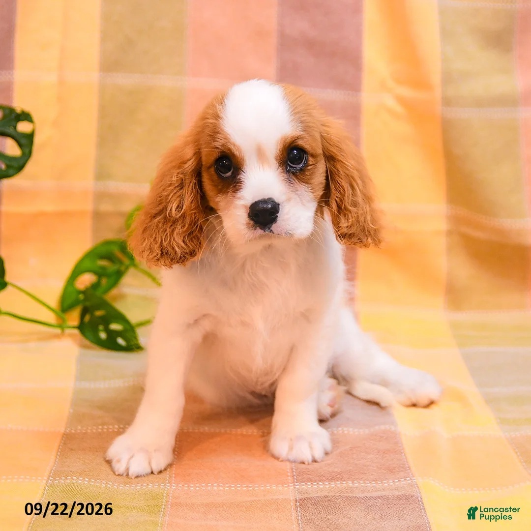 Cavalier King Charles Spaniel dogs for sale: Trisha - Ad 3