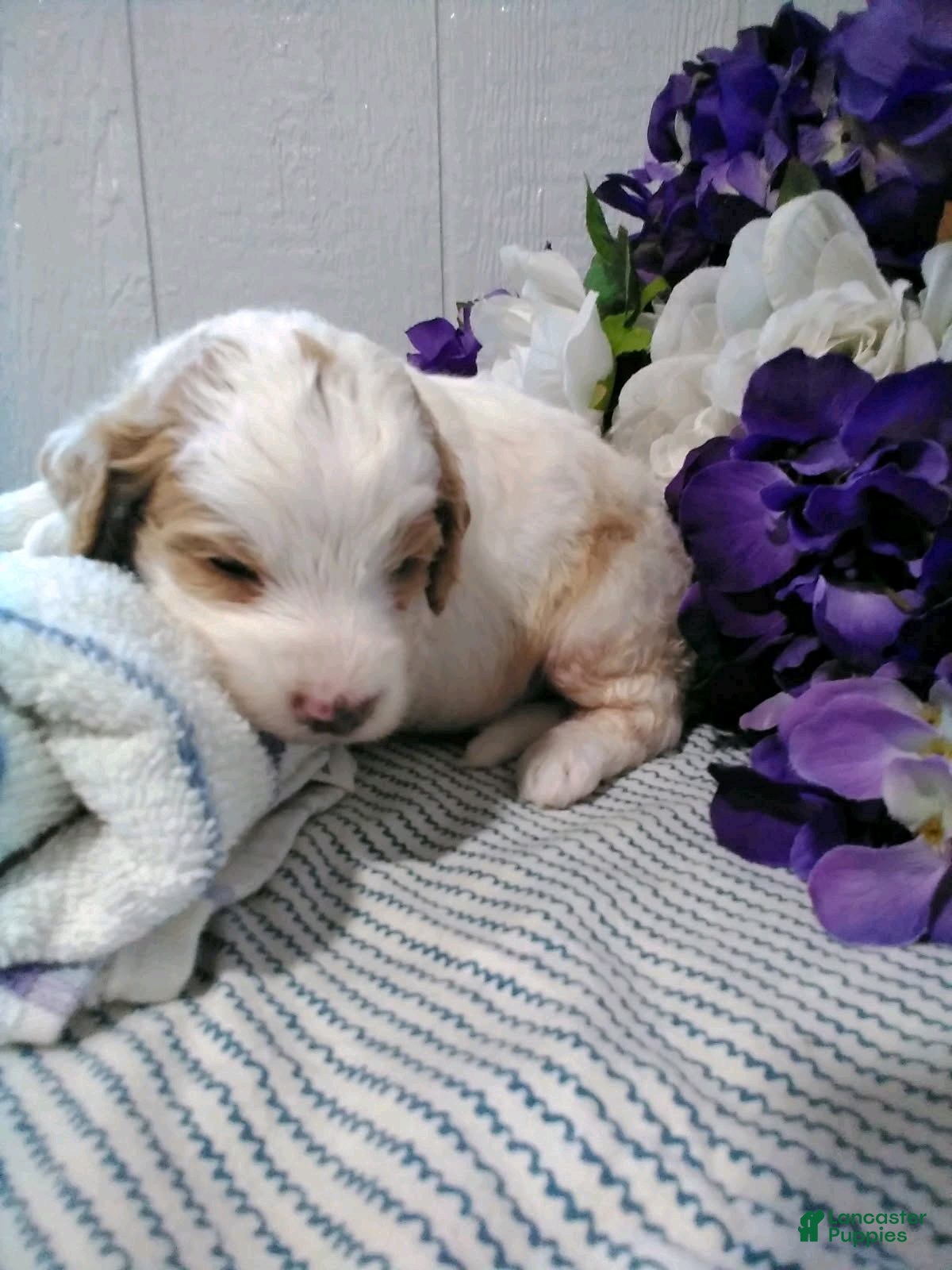 Mini Goldendoodle dogs for sale: Buddy - Ad 20