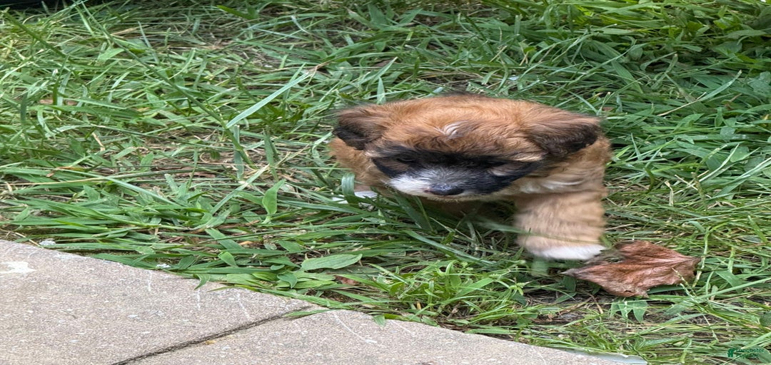 Gallery Image {{count}}