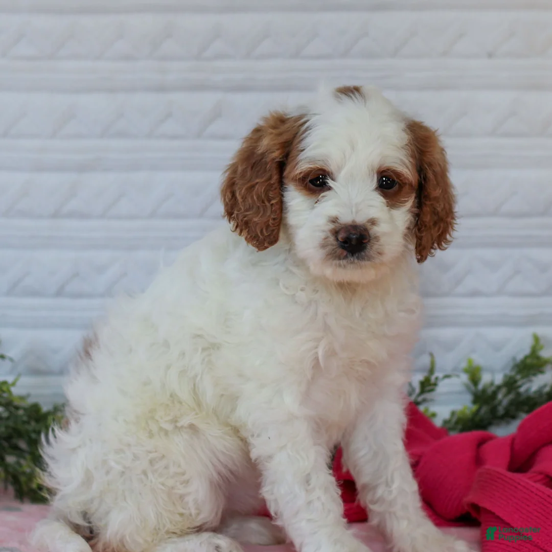 Mini Goldendoodle dogs for sale: Josie  - Ad 4