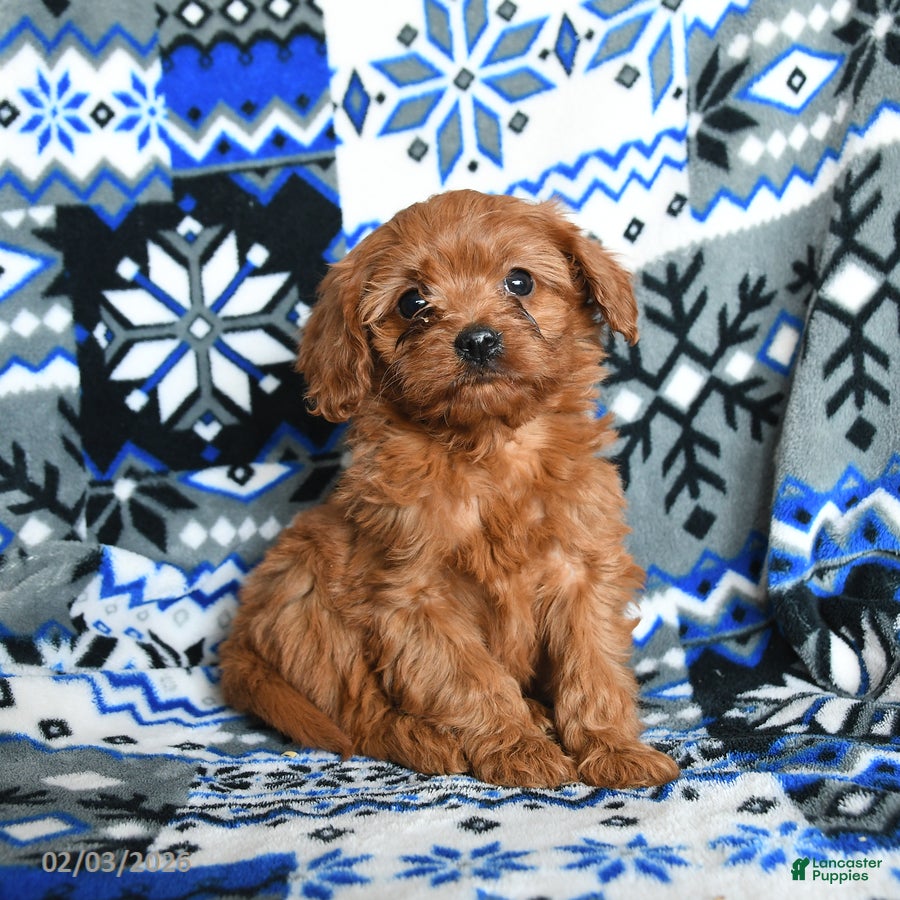 Cavapoo dogs Buttons - Ad 12