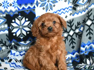 Cavapoo dogs Buttons - Ad 12