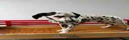 Dalmatian dogs for sale: Talia - Ad 4