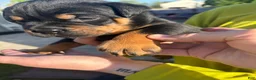 Mixed Breed dogs for sale: Diesel (Diesel) - Ad 11