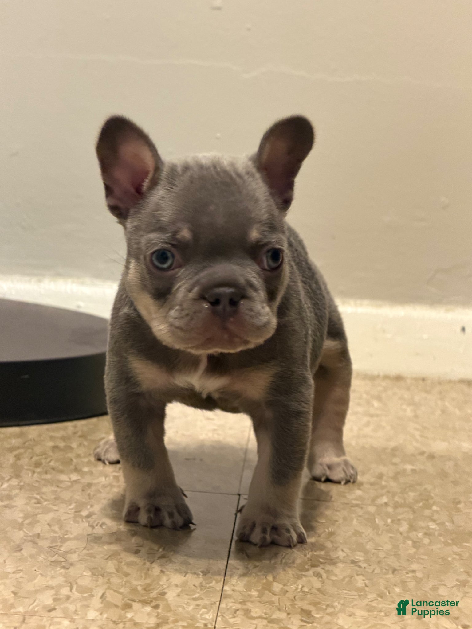 French Bulldog dogs French Bulldog Puppy 1 - Ad 27