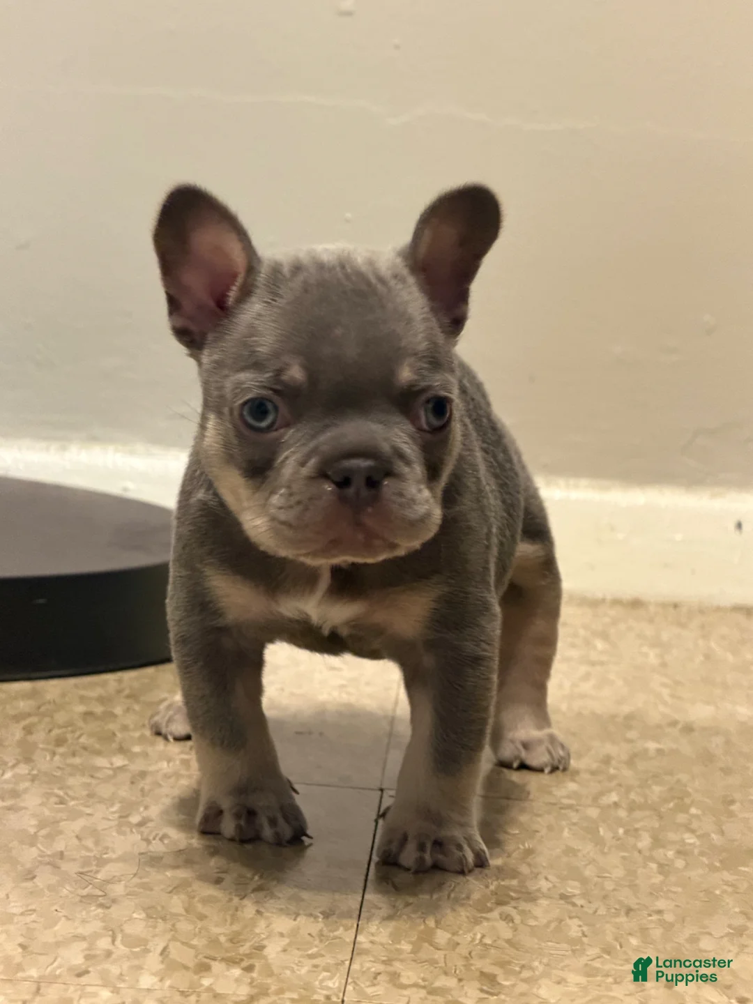 French Bulldog dogs for sale: French Bulldog Puppy 1 - Ad 1