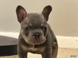 French Bulldog dogs French Bulldog Puppy 1 - Ad 27