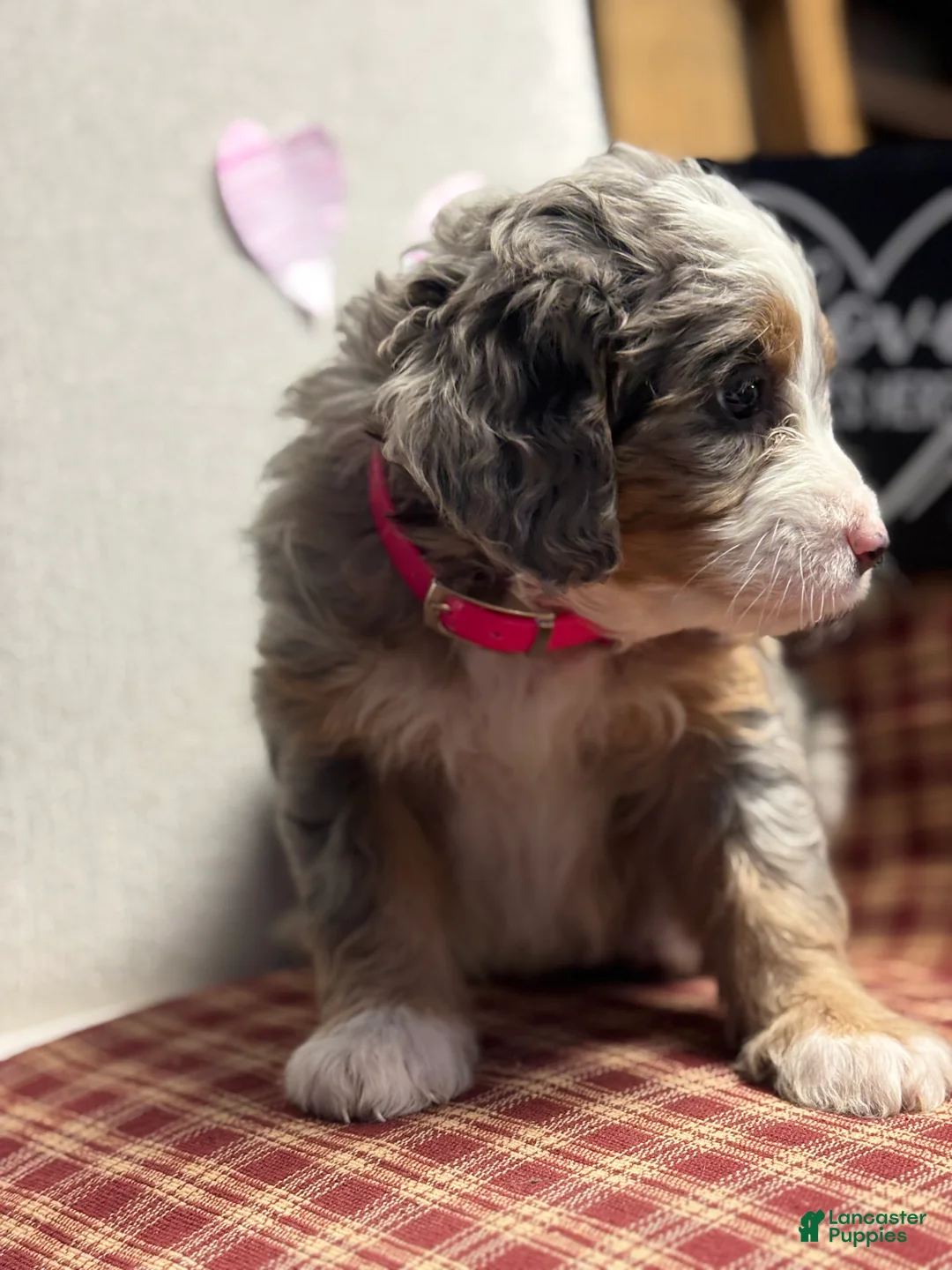 Mini Bernedoodle dogs for sale: Chloe Mini Bernedoodle Puppy 2 - Ad 10