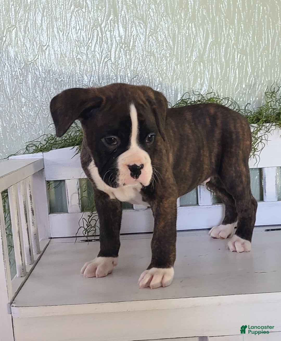 Boxer dogs for sale: Duke - Ad 6