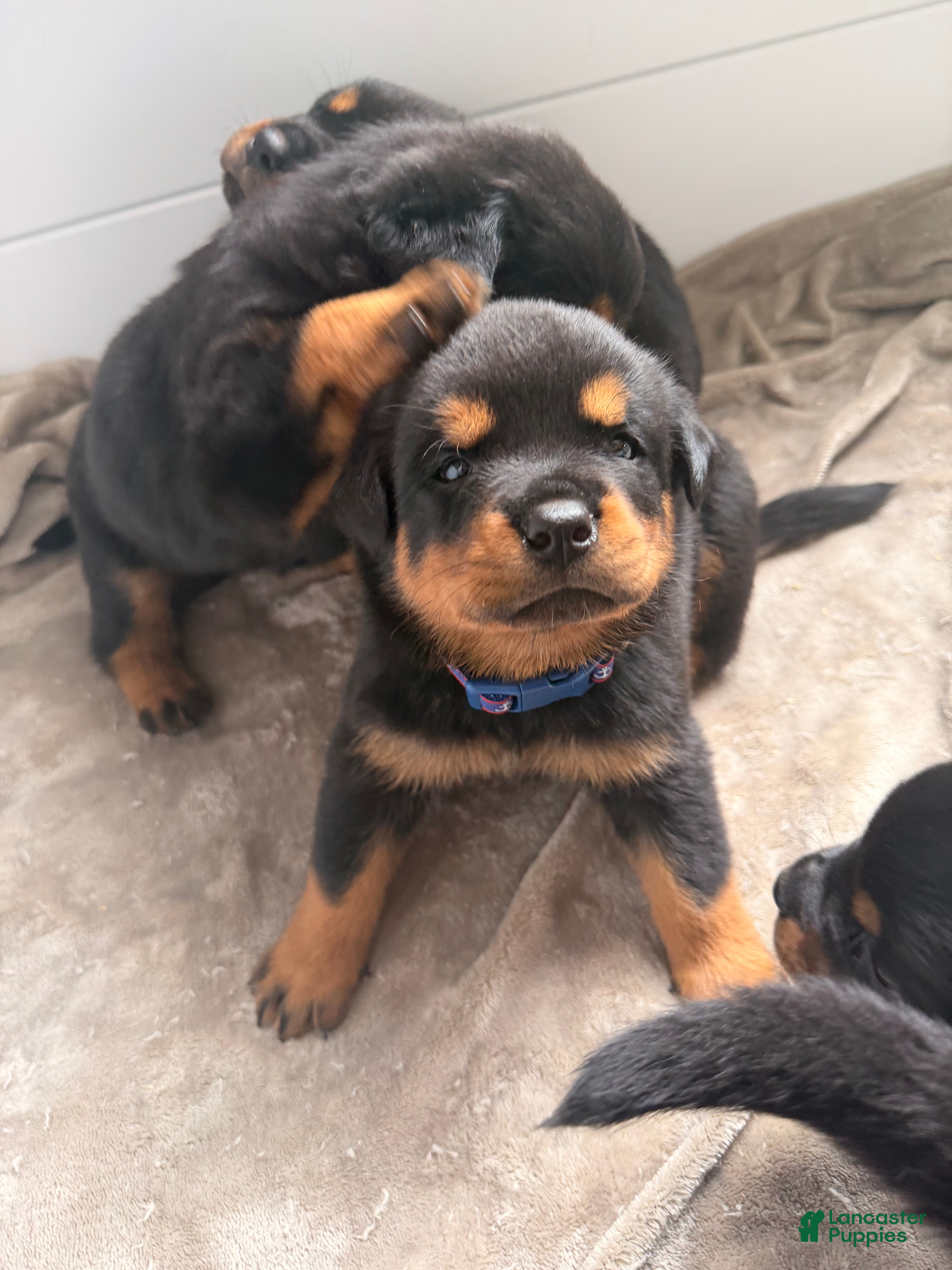 Rottweiler dogs Rottweiler Puppy 2 - Ad 5