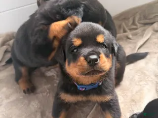 Rottweiler dogs Rottweiler Puppy 2 - Ad 5