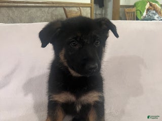 German Shepherd dogs German Shepherd Puppy 1 - Ad 5