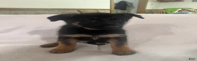 German Shepherd Puppy 1