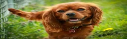 Cavalier King Charles Spaniel dogs for sale: Augie Cavalier King Charles Spaniel  - Ad 10