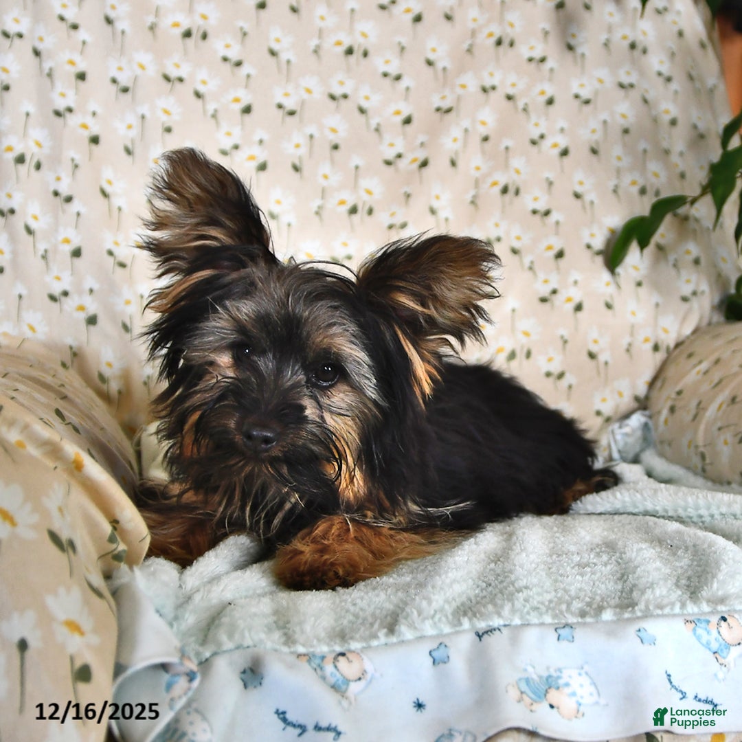 Yorkshire Terrier dogs for sale: Anthony - Ad 4
