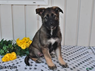 German Shepherd dogs - Ad 31