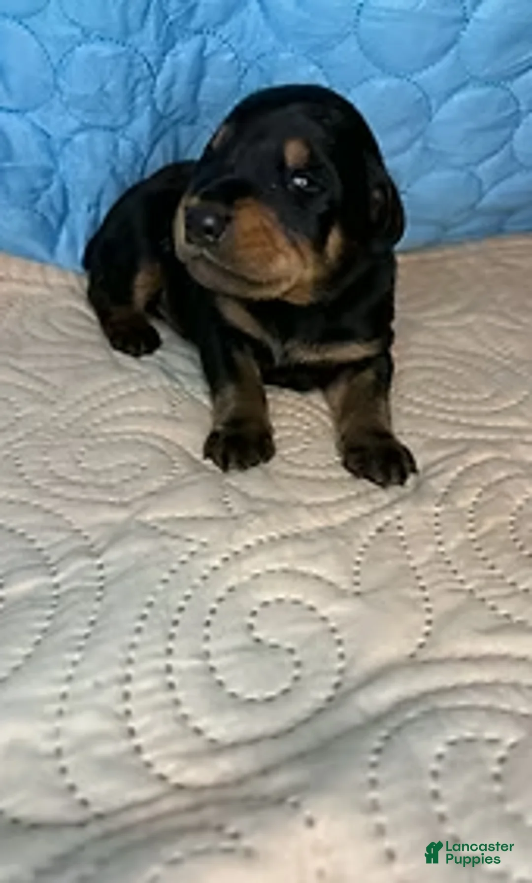 Mixed Breed dogs for sale: Chief - Ad 3