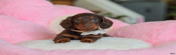 Miniature Dachshund dogs for sale: Skye - Ad 4