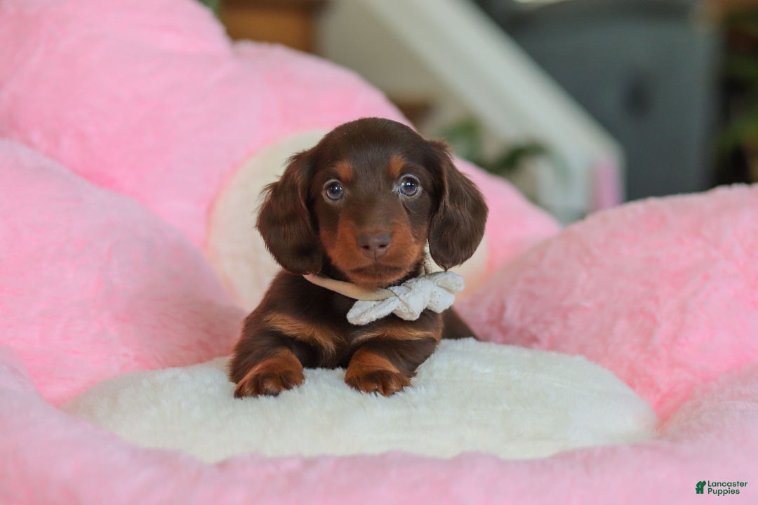 Miniature Dachshund dogs for sale: Skye - Ad 4