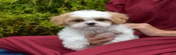 Mixed Breed dogs for sale: Timber - Ad 3
