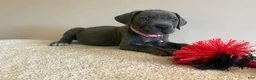 Cane Corso dogs for sale: Diamond  - Ad 4
