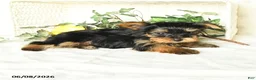 Yorkshire Terrier dogs for sale: Precious  - Ad 3