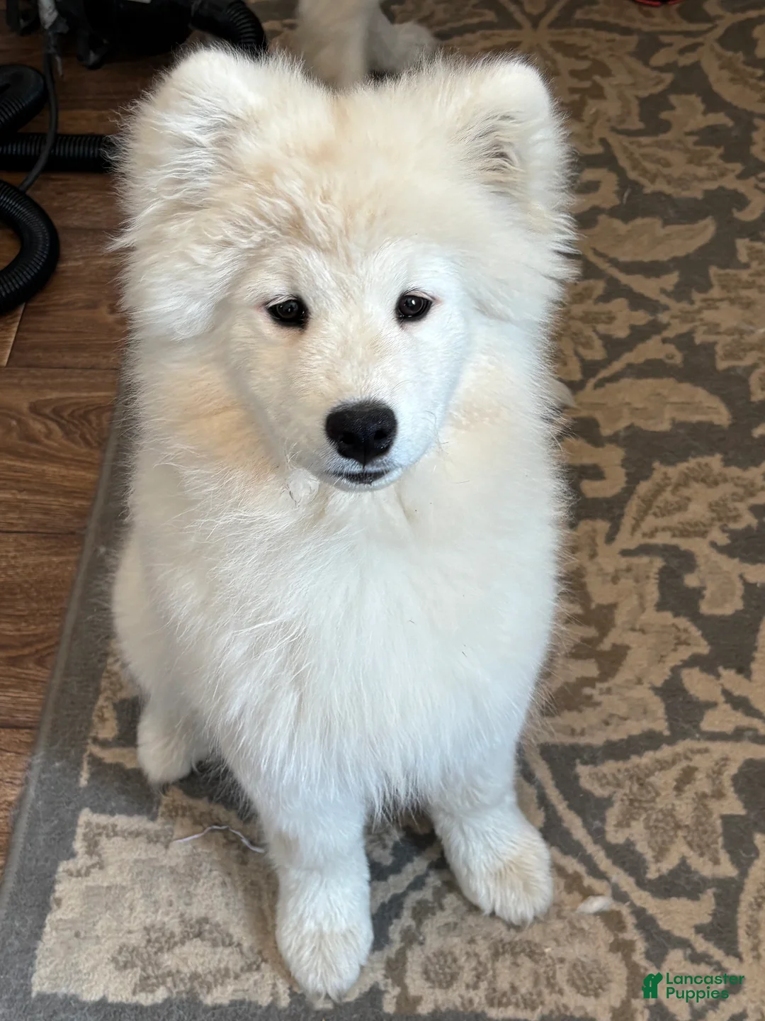 Samoyed dogs for sale: Min - Ad 1