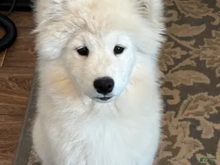 Samoyed dogs for sale: Min - Ad 3