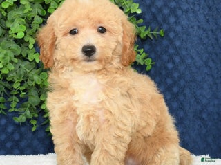 Bichpoo dogs - Ad 28