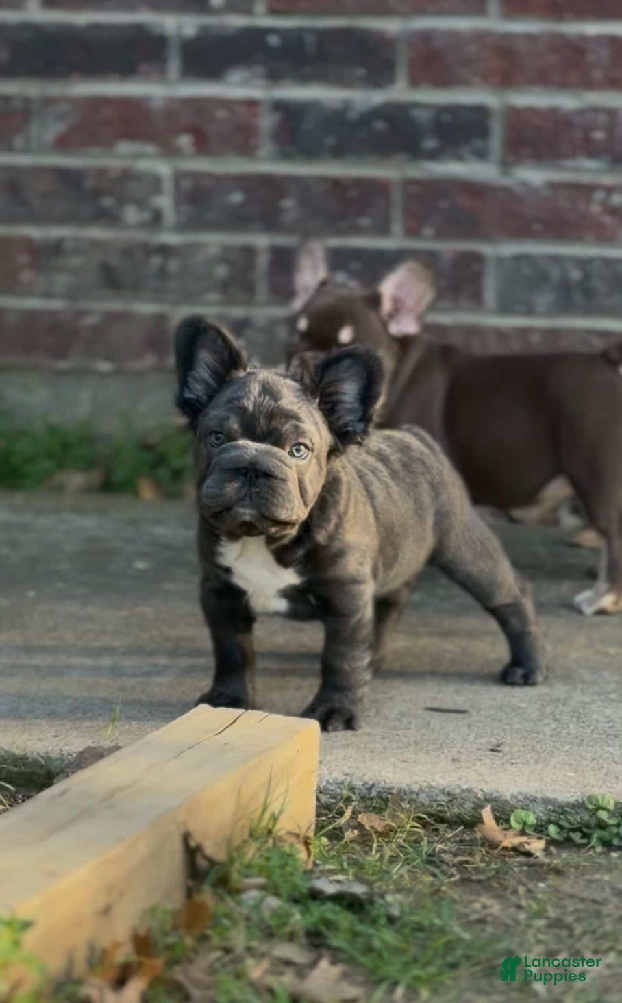 French Bulldog dogs French Bulldog Puppy 1 - Ad 39