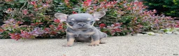 French Bulldog dogs for sale: Daisy - Ad 7