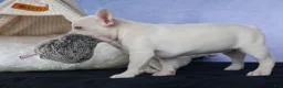 French Bulldog dogs for sale: 💕Jasmine  - Ad 4