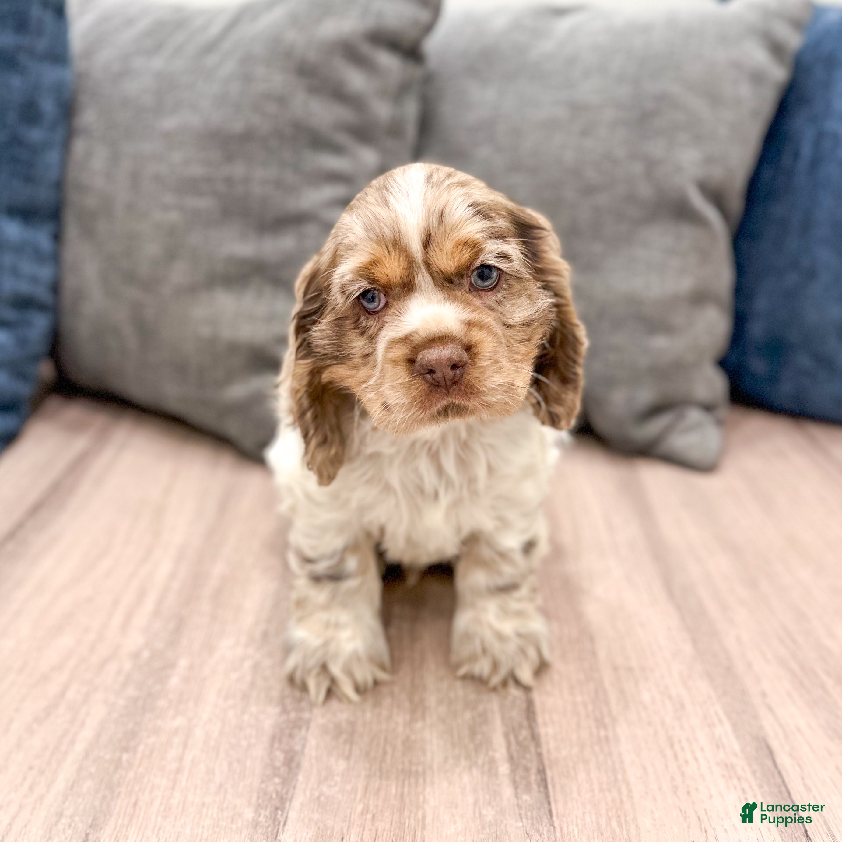 Cocker Spaniel dogs Ryder - Ad 1