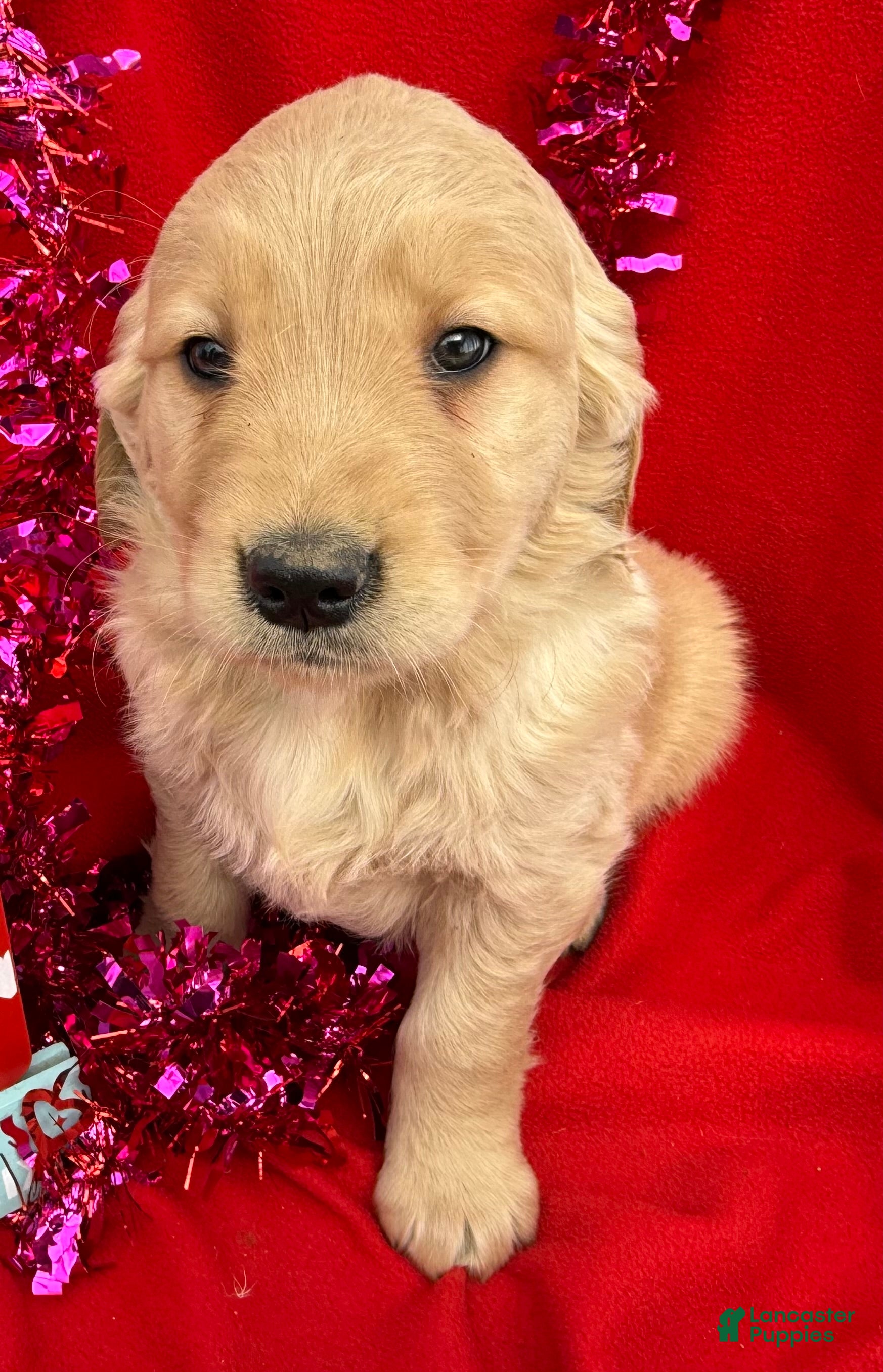 Golden Retriever dogs Duke - Ad 2