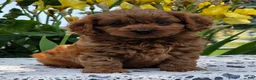 Cavapoo dogs for sale: Lincoln  - Ad 3