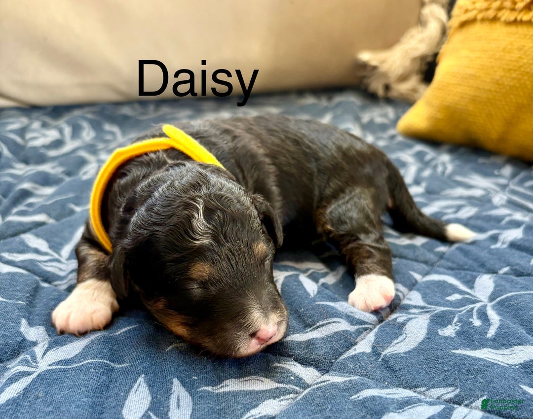 Mini Bernedoodle dogs for sale: Mini Bernedoodle Puppy 4 - Ad 2