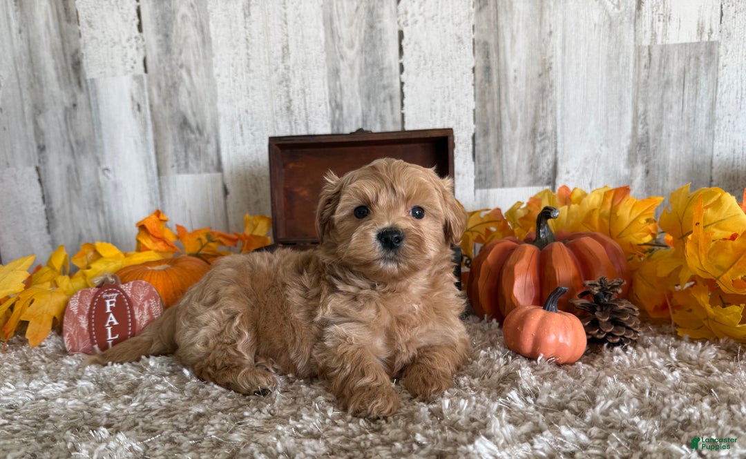 Maltipoo dogs for sale: Ozzy - Ad 14
