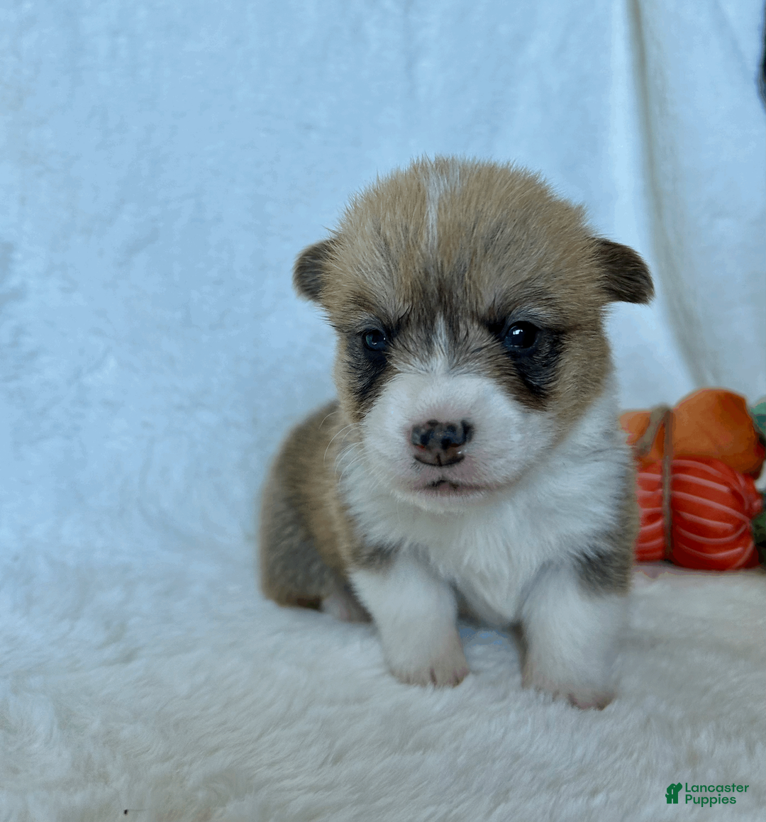 Welsh Corgi Pembroke dogs for sale: Welsh Corgi Pembroke Puppy 7 - Ad 1