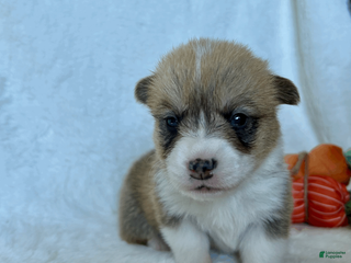 Welsh Corgi Pembroke dogs for sale: Welsh Corgi Pembroke Puppy 7 - Ad 4