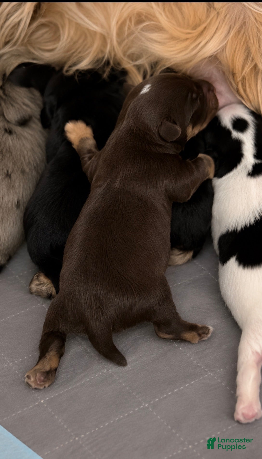 Yorkshire Terrier dogs Chocolate boy 2  - Ad 2
