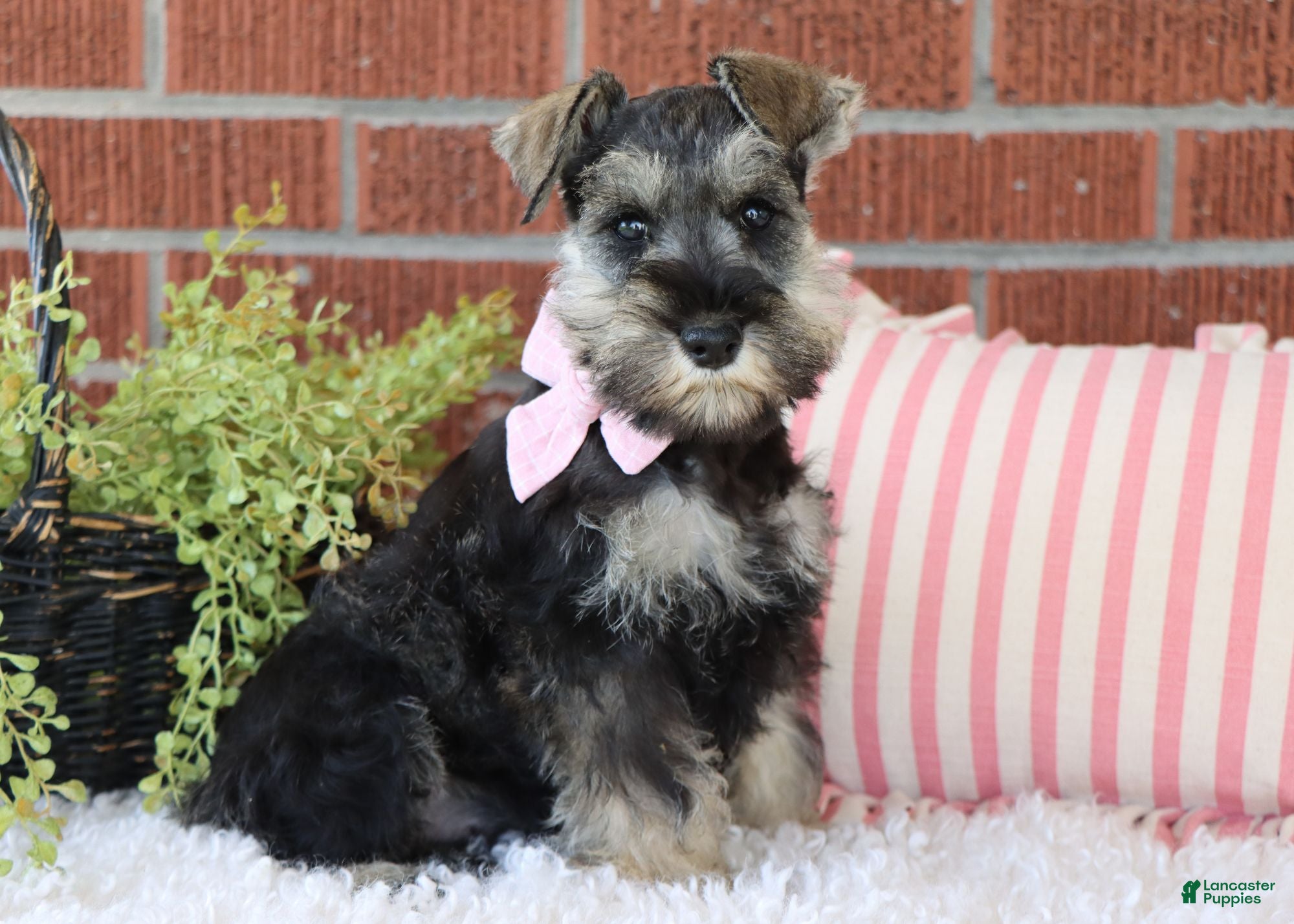 Miniature Schnauzer dogs Raven | Miniature Schnauzer - Ad 1