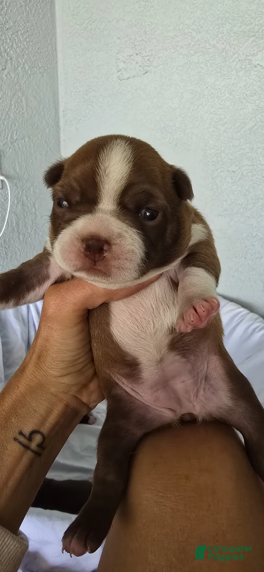 Boston Terrier dogs for sale: Boston Terrier Puppy 4 - Ad 1