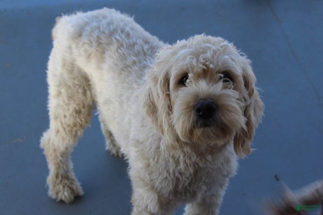 Mixed Breed dogs for sale: Mini Rudy  - Ad 5