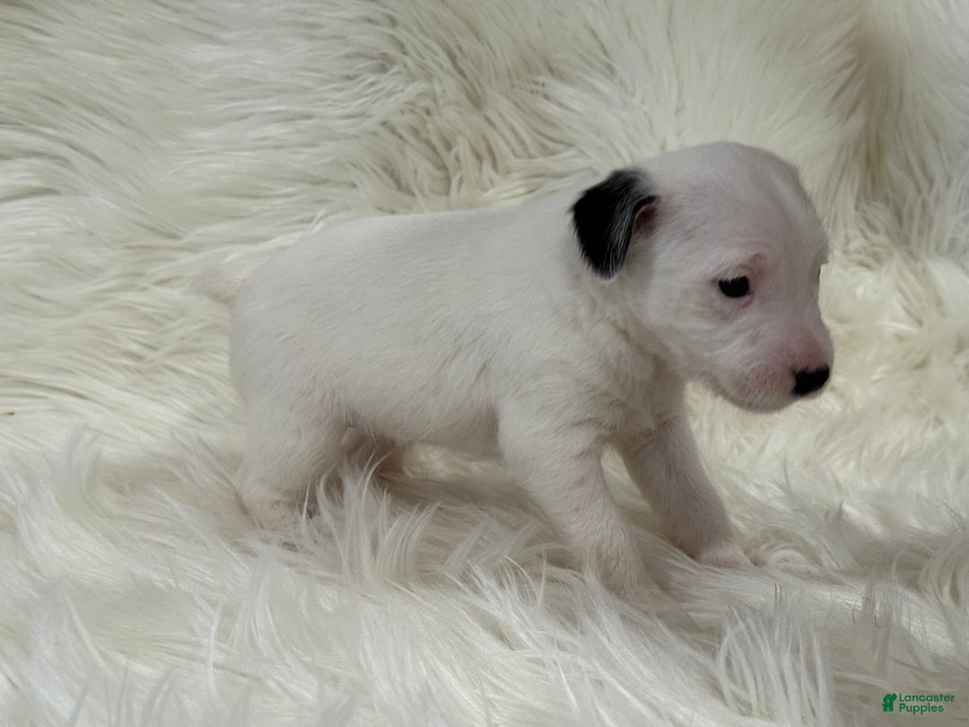 Jack Russell Terrier dogs for sale: Snow White Puppy 2 - Ad 2