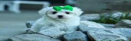 Maltese dogs for sale: PACO - Ad 3