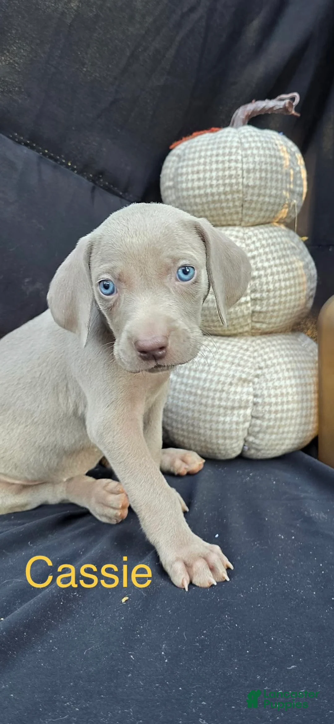 Weimaraner dogs for sale: Cassie - Ad 1