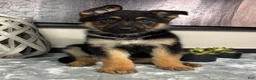 German Shepherd dogs for sale:  Boy 2: Joey  - Ad 3