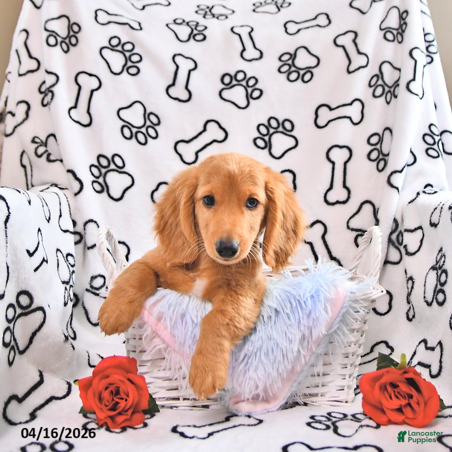 Miniature Dachshund dogs Asher - Ad 1