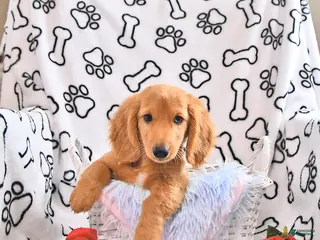 Miniature Dachshund dogs for sale: Asher - Ad 3