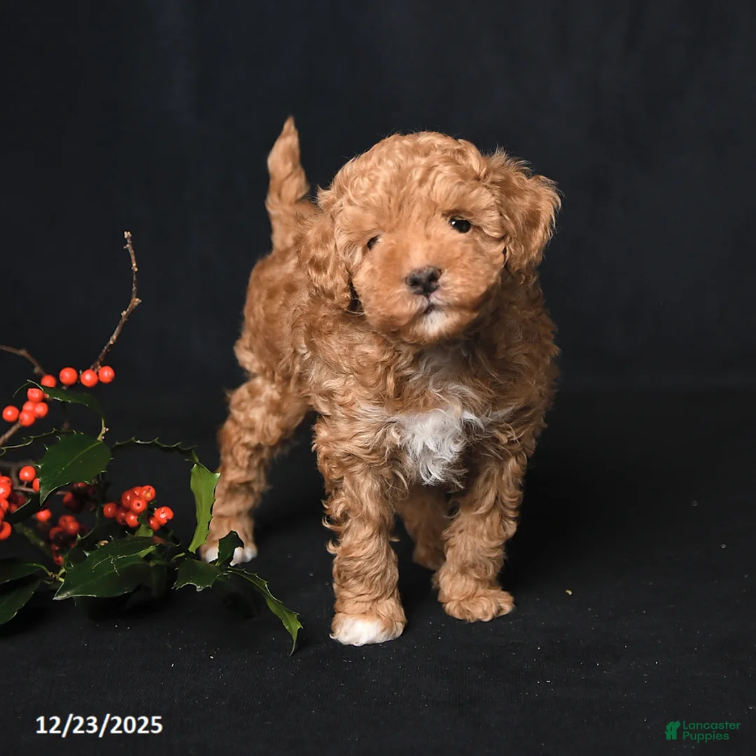 Toy Poodle dogs for sale: Tiny Kodac - Ad 8